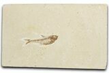 Juvenile Fossil Fish (Diplomystus) - Wyoming #355596-1